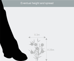 Buy speedwell Veronica 'Shirley Blue'