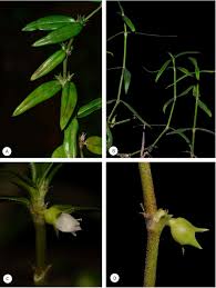 Image result for Kohautia aspera