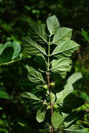 Image result for Sericanthe chimanimaniensis