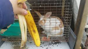 Growth rate was highest for 40% banana leaves while dm intake was reduced on 60% banana leaves. Do Rabbits Like Banana Peels Youtube