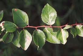 Image result for Flacourtia indica