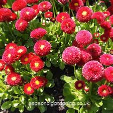How long does bellis perennis bellissima rose last? Bellis Perennis Common Daisy Planting And Growing Guide