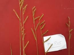 Image result for Linderniella gracilis