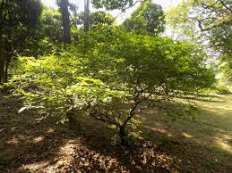 Image result for Tabernanthe