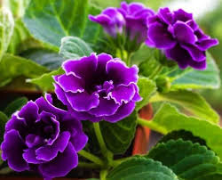 Check spelling or type a new query. Bunga Bunga Yang Indah Posts Facebook