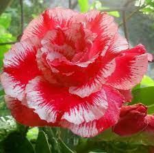 Pin On Amazing Image Collection Of Desert Rose Adenium