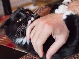 Image result for Cat Bite