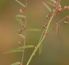 Image result for Phyllanthus pentandrus