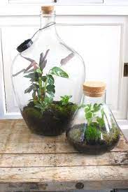 diy zo maak je een zelfvoorzienend terrarium in een grote fles terrarium planten planten fles tuin