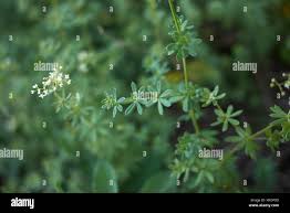 Image result for Galium chloroionanthum
