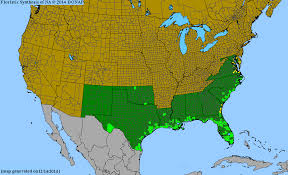 Image result for Eleocharis confervoides