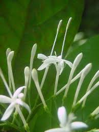 Image result for Pavetta uniflora