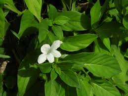 Image result for Barleria cristata