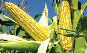 Untuk mengatasi asam lambung yang tinggi, minuman menjadi pilihan yang tepat karena cenderung mudah diserap dan bisa membantu mengontrol. 11 Manfaat Jagung Karbohidrat Lezat Lebih Sehat Dari Nasi