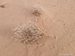 Image result for Centropodia