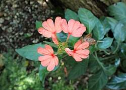 Image result for Crossandra puberula