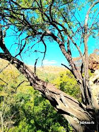 Image result for Searsia acuminatissima