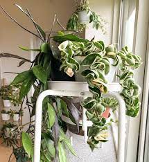 Di habitat aslinya, tumbuhan ini cenderung. 12 Tanaman Hias Gantung Tercantik Bikin Rumah Makin Asri Rumah123 Com