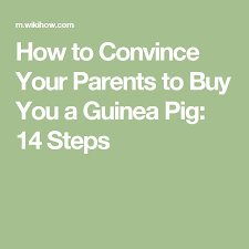 Pin On Tiny Guinea Pig Friends