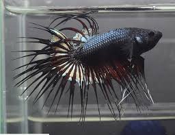 This is a great resource for breeders as well as many sellers offer breeding pairs or entire lots of bettas for very reasonable prices. Betta Beauties Week Of March 4 2015 Bettasmart