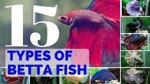 However, it's their color that is the most striking characteristic. 15 Types Of Betta Fish Youtube