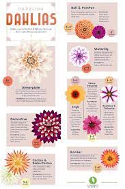 Like anemone dahlias, collarette types feature large flat petals that surround a ring of shorter petals. Pin On Hometalk Flowers
