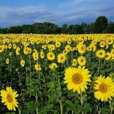 Greendale Farms Kane Sunflower Fields Farm Pictures Fields