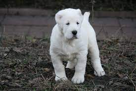 Medzhal ala kennel (alabai) central asian shepherd dogs. Pin On Dogs