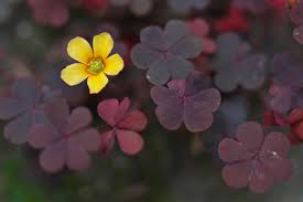 Image result for Oxalis corniculata