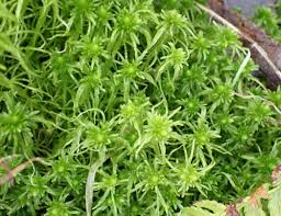 Image result for Thesium fimbriatum