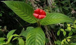 Image result for Psychotria palustris