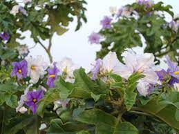 A tree that you will see blooming white flowers during early spring. Tree Naturally Beautiful Page 6