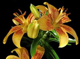 As a guide, watering when the top 1 inch (2.5 cm) of soil below the surface becomes dry will provide the plant with the needed moisture for them to thrive. How To Plant Asiatic Lily Happy Diy Home