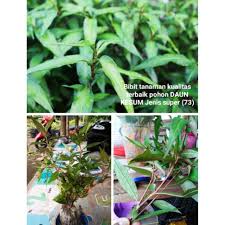 Khasiat daun tempuyung apa saja yang baik untuk kesehatan tubuh? Bibit Tanan Herbal Pohon Daun Kesum Jenis Super Kualitas Terbaik Pohon Ksum Obat Pengobatan Khasiat Shopee Indonesia