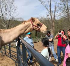 I have to import from a module and i have an error identifier 'locale_en' is not in camel case. A Camel S Life In Ridgefield Love Notes Kisses And Selfies