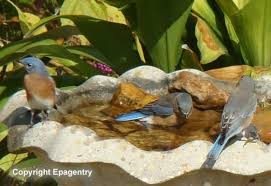 Backyard Birds Of East Texas Bluebirds In Bird Bath In East Texas Blue Bird Birds Texas