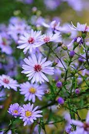 Aster Little Carlow Flower Blues Purple Flowers Flores Blumen My Favorite Things Blue And Purple Flowers Trendy Flowers Beautiful Flowers