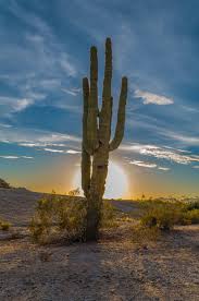 Among many good names, az cactus experts is one of the preferred destinations if you are seeking cacti transplanting services in gilbert along with other perks offered by the company. Saguaro Sunrise In The Arizona Desert Saguaro Cactus Saguaro Natural Landmarks