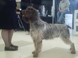 We did not find results for: Rare Endangered Dog Breeds Flickr