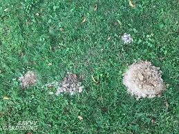 If the damage is not fatal, and your life does not depend on the plants you are growing in your backyard, consider leaving. How To Get Rid Of Moles In Your Yard And Garden
