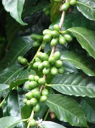 Image result for Coffea ligustroides