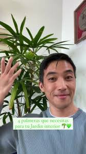 🌴 4 Palmeras que NECESITAS en tu Jardin. 🌱 Aquí te dejamos 4 palmeras,  desde unas más comunes y esenciales a otras que se han puesto super de moda  últimamente. 🌱 Piezas claves para decorar tus ...