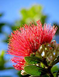 Check spelling or type a new query. Pohutukawa Australian Native Flowers Beautiful Flowers Trees To Plant