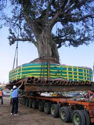 Next up is one of the biggest tree moving machines in the world. Large Tree Transplanting Gallery Tree Transplanting Large Tree Big Tree