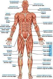 Muscular system anatomy human muscular system human muscle anatomy. 60 Anatomi Ideas Muscle Anatomy Human Anatomy And Physiology Medical Anatomy