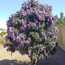 Image result for Vitex franceseana