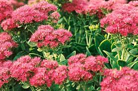 Airy flowers with fine foliage and small coral, peach, pink or purple blossoms. Top 10 Low Maintenance Perennials Budget Birds Blooms
