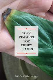 Do Your Houseplants Have Dry Crispy Leaves This Blog Post Discusses The Top 6 Reasons Why This Plant Leaves Turning Plant Leaves Turning Brown Plant Leaves