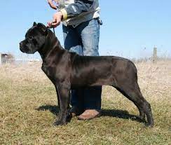 Cane corso grow very fast but their bones need time to become strong. Pin De Vincent Warren Em Cane Corso Caes