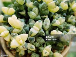 Image result for Kalanchoe velutina